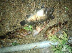 淡路　アジングでアジ〜23cm　メバル・ガシラの姿も