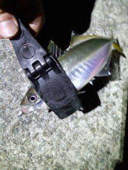 常夜灯効き出してから21時まで入れ食い、淡路島のアジングサイコーでした!!