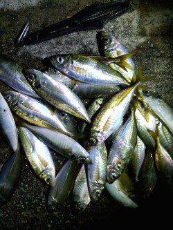 常夜灯効き出してから21時まで入れ食い、淡路島のアジングサイコーでした!!