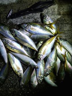 常夜灯効き出してから21時まで入れ食い、淡…