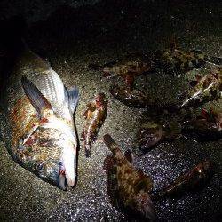 岩屋ライトフィッシング〜ワームを流すだけでガシラがガシガシ釣れました