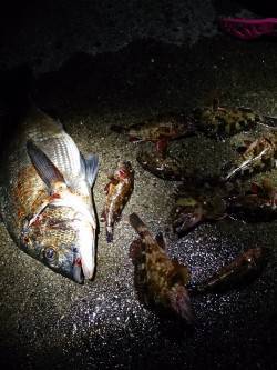 岩屋ライトフィッシング〜ワームを流すだけで…