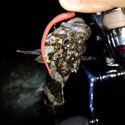 岩屋ライトフィッシング〜ワームを流すだけでガシラがガシガシ釣れました