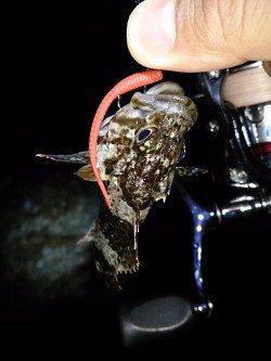 岩屋ライトフィッシング〜ワームを流すだけでガシラがガシガシ釣れました