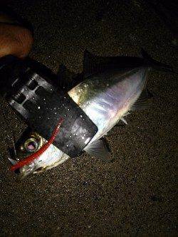 雨の中のルアーゲーム　アジが入れ食い状態の大爆釣！