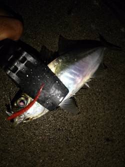 雨の中のルアーゲーム　アジが入れ食い状態の…