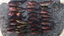 平磯海づり公園　胴突き仕掛けにガシラ＆アイ…