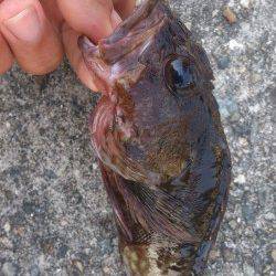 平磯海づり公園　胴突き仕掛けにガシラ＆アイナメ＆ベラ