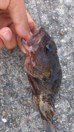 平磯海づり公園　胴突き仕掛けにガシラ＆アイナメ＆ベラ