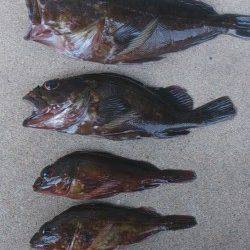 江井ヶ島にて穴釣り〜最初に25cmのデカガシラ