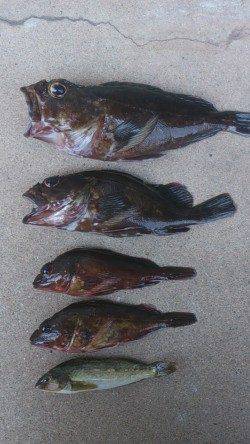 江井ヶ島にて穴釣り〜最初に25cmのデカガシラ