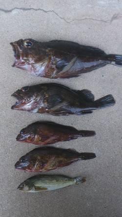 江井ヶ島にて穴釣り〜最初に25cmのデカガ…