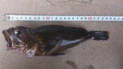 江井ヶ島にて穴釣り〜最初に25cmのデカガシラ