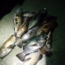 雨の中のルアーゲーム　アジが入れ食い状態の大爆釣！