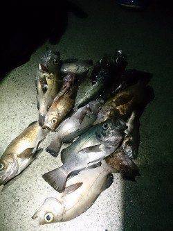 雨の中のルアーゲーム　アジが入れ食い状態の大爆釣！