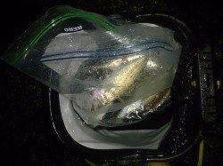 雨の淡路島・仮屋でアジング〜キャストごとにアタリで連続ヒット！