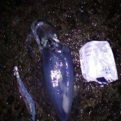 納得サイズではないですがアオリイカ〜城ヶ崎エギング