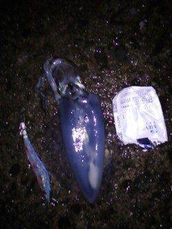 納得サイズではないですがアオリイカ〜城ヶ崎エギング