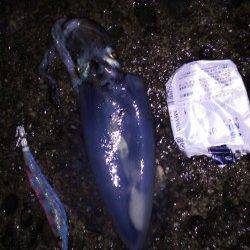 納得サイズではないですがアオリイカ〜城ヶ崎エギング