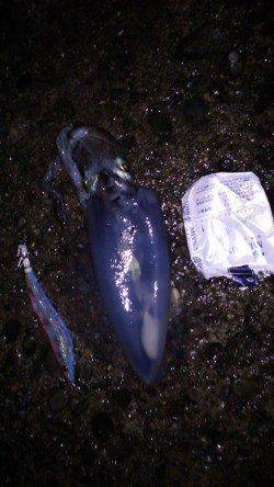 納得サイズではないですがアオリイカ〜城ヶ崎エギング