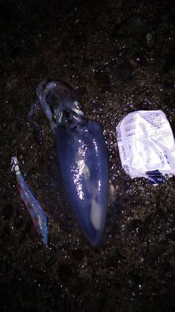 納得サイズではないですがアオリイカ〜城ヶ崎…