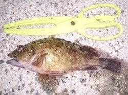 淡路島・仮屋でのアナゴ釣り〜今季初めて満足のいく釣果でした♪