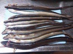 淡路島・仮屋でのアナゴ釣り〜今季初めて満足のいく釣果でした♪