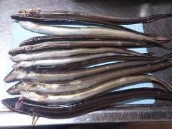 淡路島・仮屋でのアナゴ釣り〜今季初めて満足…