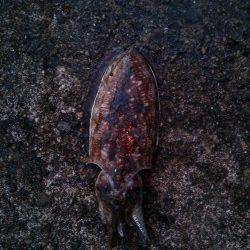 久美浜朝マズメにエギング〜満潮前に甲イカがhit♪