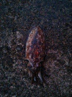 久美浜朝マズメにエギング〜満潮前に甲イカがhit♪