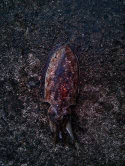 久美浜朝マズメにエギング〜満潮前に甲イカが…