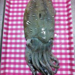 夕日港で朝まづめエギング　モンゴウが釣れました