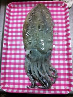 夕日港で朝まづめエギング　モンゴウが釣れま…