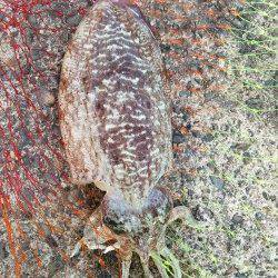 夕日港にてエギング、陽が落ちた瞬間にコウイカとアオリイカhit♪