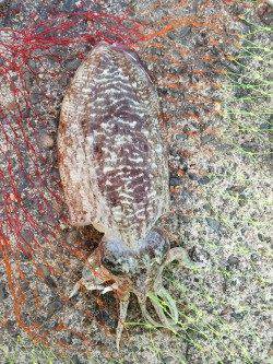 夕日港にてエギング、陽が落ちた瞬間にコウイカとアオリイカhit♪