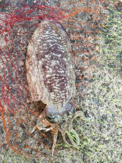 夕日港にてエギング、陽が落ちた瞬間にコウイ…