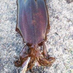 夕日港に夕方狙いでエギング釣行〜アオリイカ950gヒットしました