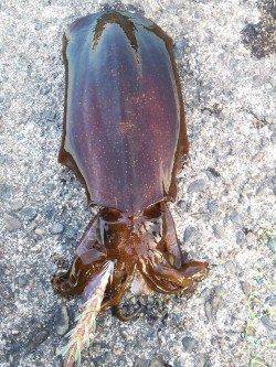 夕日港に夕方狙いでエギング釣行〜アオリイカ950gヒットしました