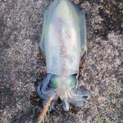 夕日港にてエギング、陽が落ちた瞬間にコウイカとアオリイカhit♪