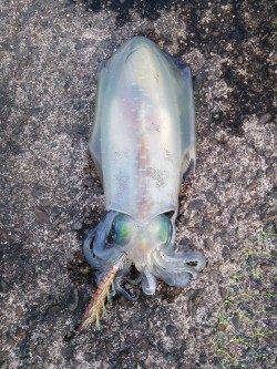 夕日港にてエギング、陽が落ちた瞬間にコウイカとアオリイカhit♪