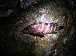 久々にメバリングに出陣〜津居山港周辺にて初アコウGET♪