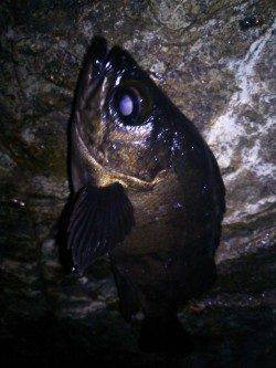 津居山港周辺メバリング〜良型メバルの引きを楽しめました♪