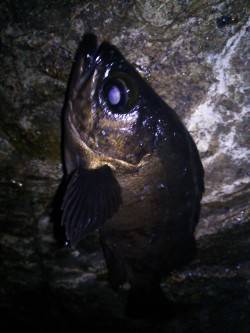 津居山港周辺メバリング〜良型メバルの引きを…