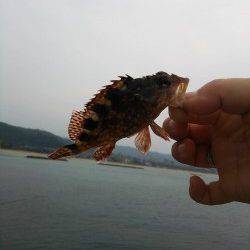 香住東港　エサなしジグサビキで根魚の釣果