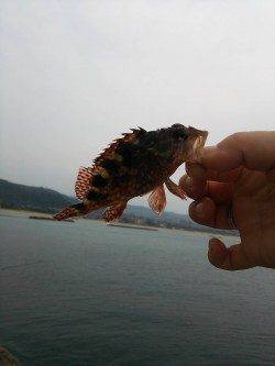 香住東港　エサなしジグサビキで根魚の釣果