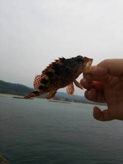 香住東港　エサなしジグサビキで根魚の釣果