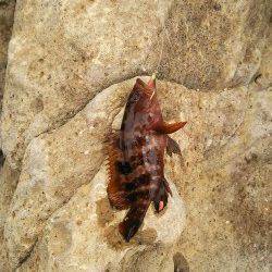 香住東港　エサなしジグサビキで根魚の釣果