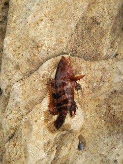 香住東港　エサなしジグサビキで根魚の釣果