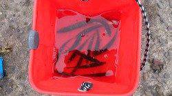 泉佐野食品コンビナートでサビキ釣り〜15時頃豆アジの時合