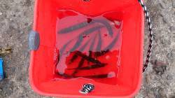 泉佐野食品コンビナートでサビキ釣り〜15時…